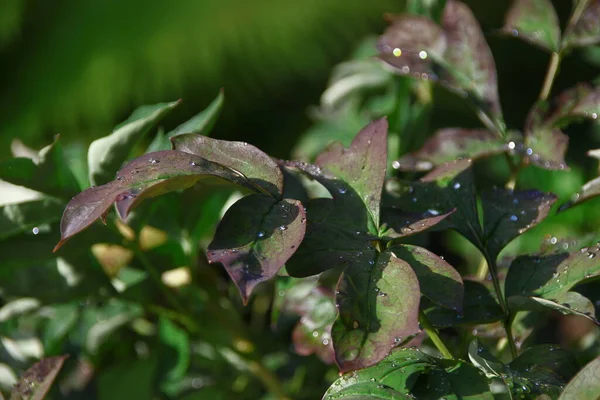 Feuilles Vertes Dans Jardin Avec Des Gouttes Eau Après Pluie — Photo