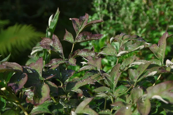Πράσινα Φύλλα Στον Κήπο Σταγόνες Νερού Μετά Βροχή — Φωτογραφία Αρχείου