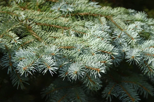 Rami Con Scivoli Verdi Albero Natale Giardino Agosto — Foto Stock