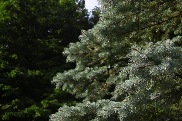 Gałęzie Zielonymi Zjeżdżalniami Choinki Ogrodzie Sierpniu — Zdjęcie stockowe