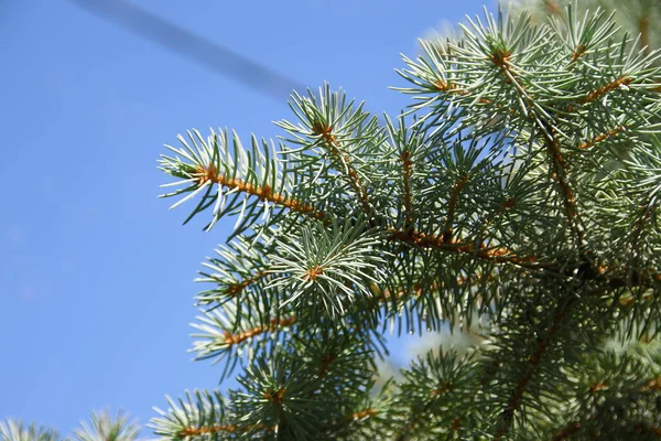 Ramas Con Toboganes Verdes Árbol Navidad Jardín Agosto — Foto de Stock