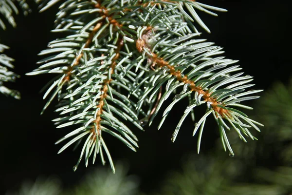 Rami Con Scivoli Verdi Albero Natale Giardino Agosto — Foto Stock