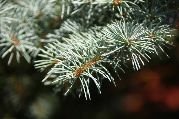 Rami Con Scivoli Verdi Albero Natale Giardino Agosto — Foto Stock