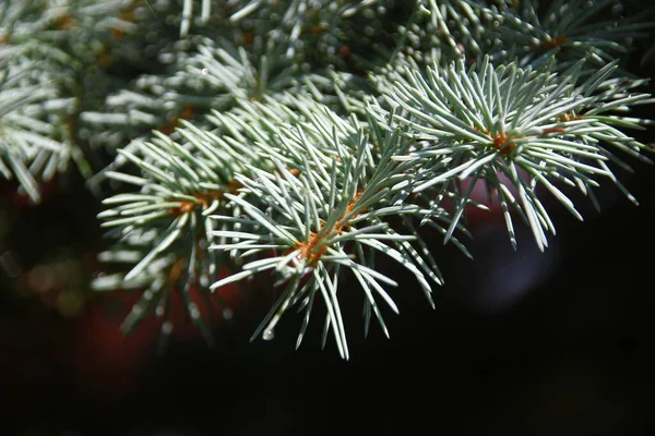 Ramos Com Escorregas Verdes Uma Árvore Natal Jardim Agosto — Fotografia de Stock