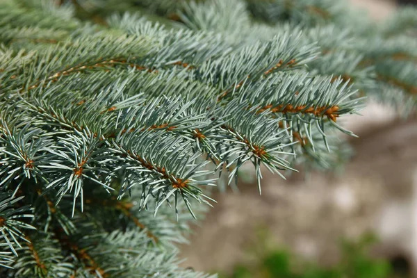 Filialer Med Gröna Bilder Julgran Trädgård Augusti — Stockfoto