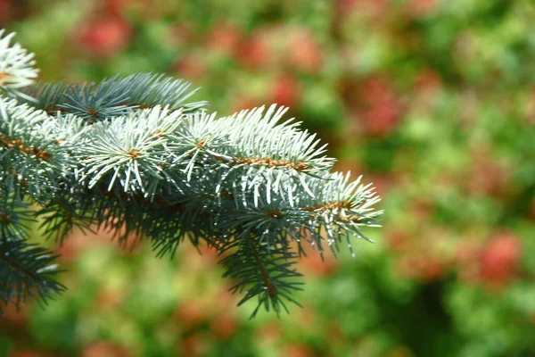 八月的花园里 树枝上挂着一棵圣诞树的绿色幻灯片 — 图库照片