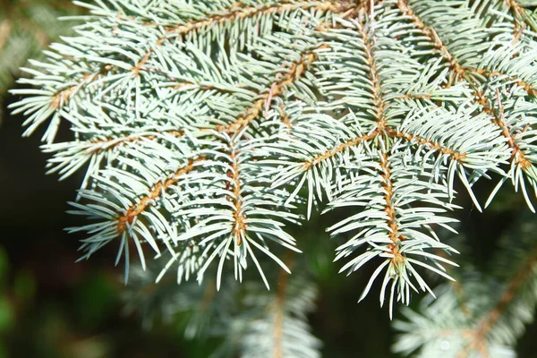 Rami Con Scivoli Verdi Albero Natale Giardino Agosto — Foto Stock