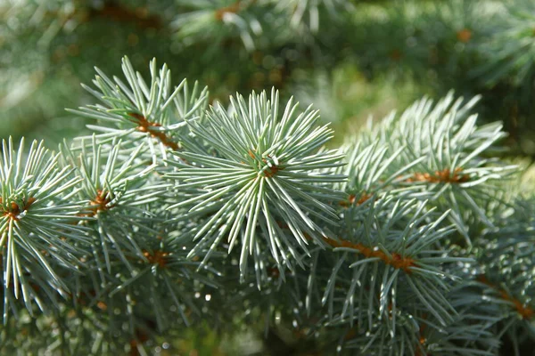 Äste Mit Grünen Rutschen Eines Weihnachtsbaums Einem Garten August — Stockfoto