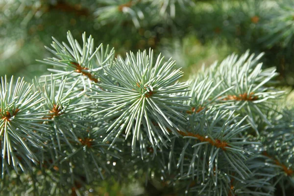 Ramas Con Toboganes Verdes Árbol Navidad Jardín Agosto —  Fotos de Stock