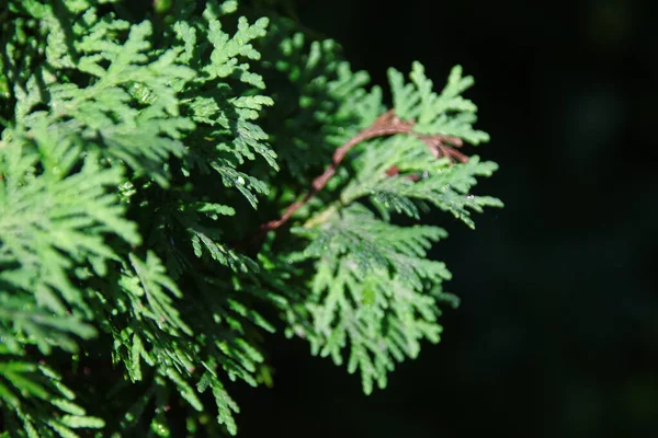 Äste Mit Grünen Rutschen Eines Weihnachtsbaums Einem Garten August — Stockfoto