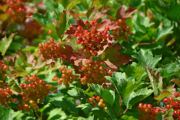 Красные Ягоды Viburnum Зеленые Листья Саду — стоковое фото