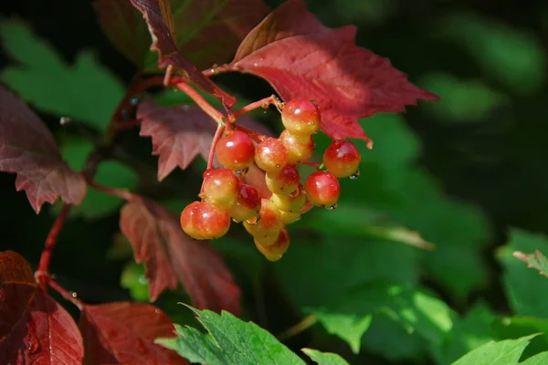 庭のビブラムと緑の葉の赤い果実 — ストック写真