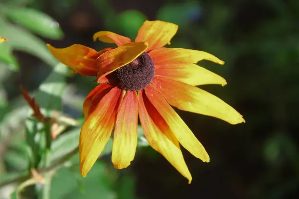 Hermosas Flores Color Amarillo Rojo Jardín Agosto — Foto de Stock