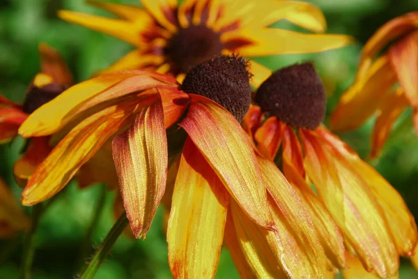 Hermosas Flores Color Amarillo Rojo Jardín Agosto — Foto de Stock