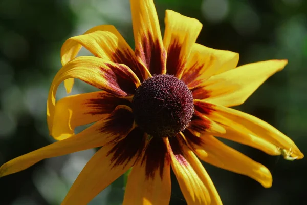 Lindas Flores Amarelo Vermelhas Jardim Agosto — Fotografia de Stock