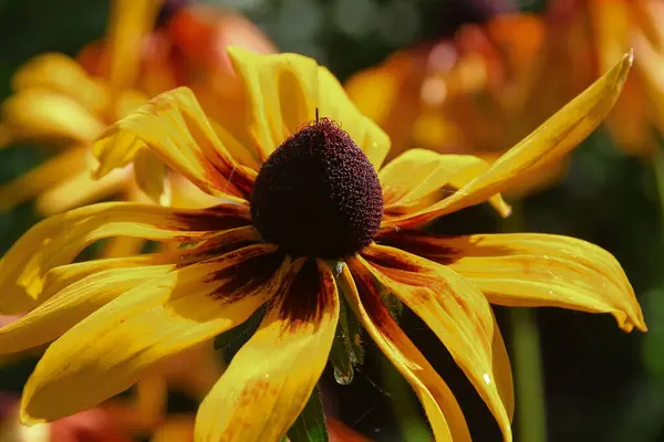 Schöne Gelb Rote Blüten Garten August — Stockfoto