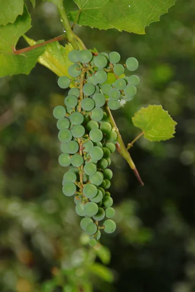 Grüne Trauben Und Grüne Blätter Garten — Stockfoto