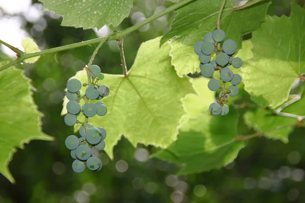 Camarões Verdes Uvas Folhas Verdes Jardim — Fotografia de Stock