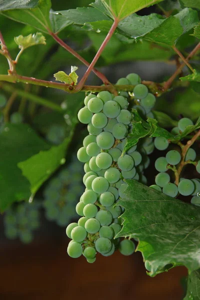 Camarões Verdes Uvas Folhas Verdes Jardim — Fotografia de Stock