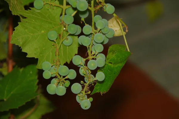 Zielone Grona Winogron Zielonych Liści Ogrodzie — Zdjęcie stockowe