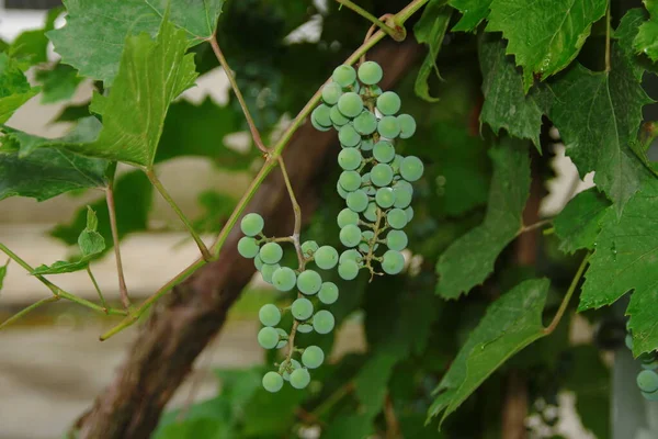 Groene Trossen Druiven Groene Bladeren Tuin — Stockfoto