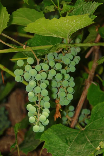 Зеленые Гроздья Винограда Зеленые Листья Саду — стоковое фото