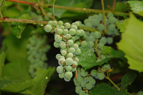 Camarões Verdes Uvas Folhas Verdes Jardim — Fotografia de Stock