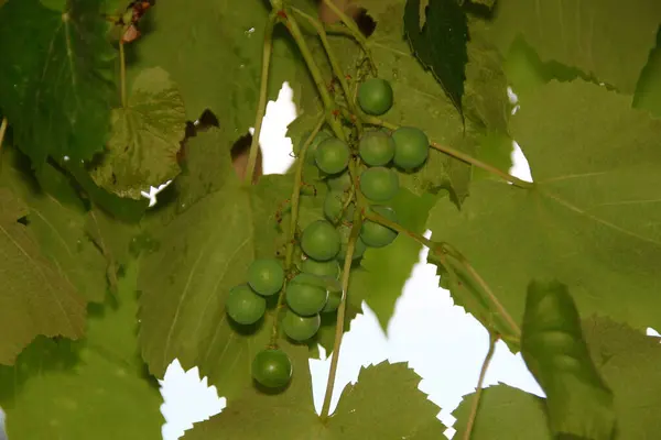 Gröna Klasar Druvor Och Gröna Blad Trädgården — Stockfoto