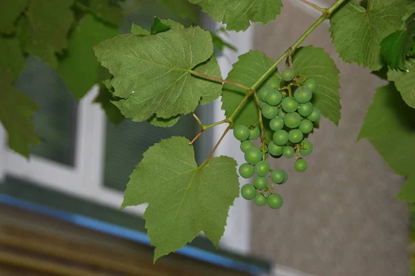 Green Bunches Grapes Green Leaves Garden — Stock Photo, Image