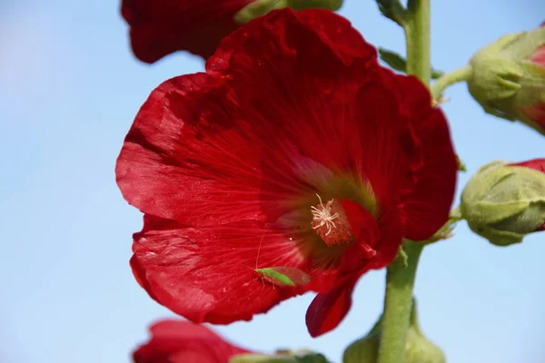 現場に花弁のある赤い花 — ストック写真