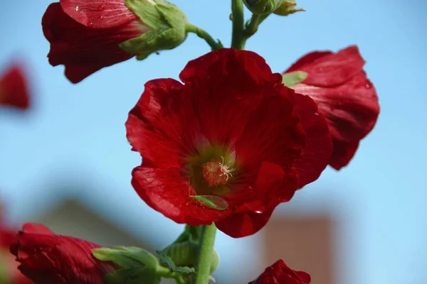 Красный Цветок Лепестками Поле — стоковое фото