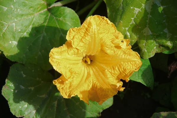 Gelbe Blume Mit Blütenblättern Auf Dem Feld — Stockfoto