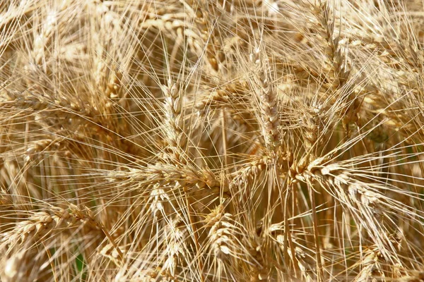 8月の野麦の黄色の耳 — ストック写真