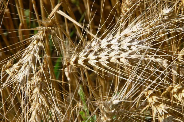 Orelhas Amarelas Trigo Campo Agosto — Fotografia de Stock