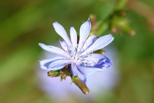 Μπλε Αγριολούλουδο Καλαμποκιού Κοντά Στο Δρόμο Τον Αύγουστο — Φωτογραφία Αρχείου