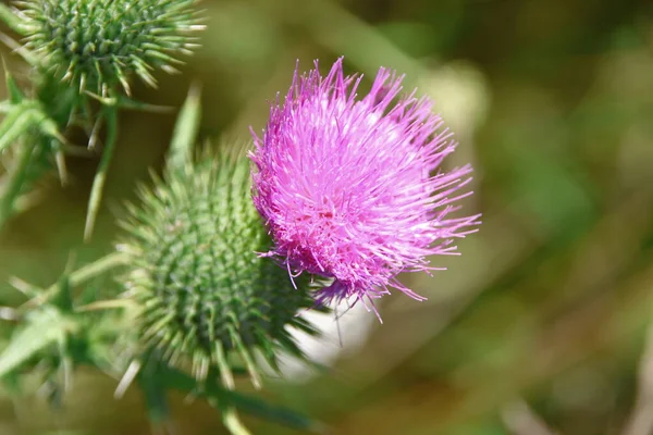 Klette Die Mit Filetfarbe Auf Dem Feld Blüht — Stockfoto