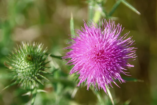 Klis Die Bloeit Met Filet Kleur Het Veld — Stockfoto