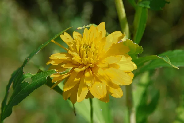 Fleur Jaune Avec Pétales Dans Champ — Photo