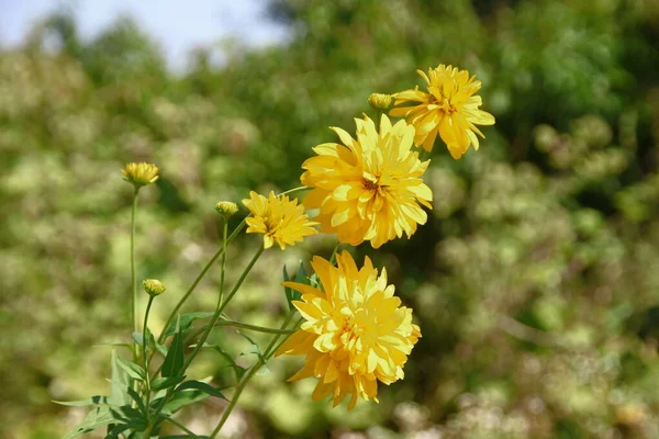 Flores Amarillas Con Pétalos Campo —  Fotos de Stock
