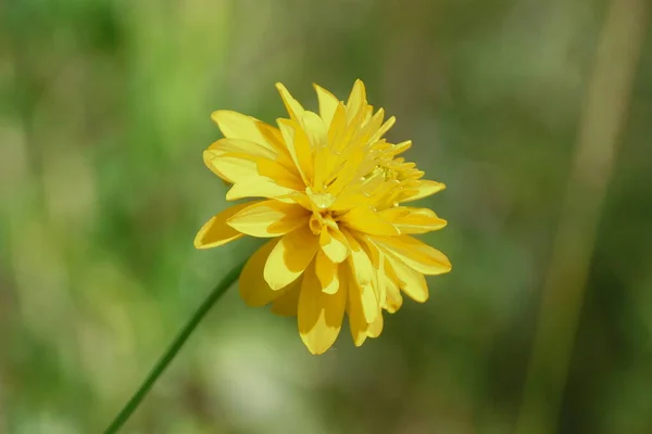 Flores Amarillas Con Pétalos Campo — Foto de Stock