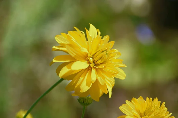 Жовта Квітка Пелюстками Полі — стокове фото