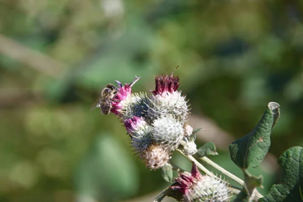 Bardana Que Florece Con Color Filete Campo — Foto de Stock