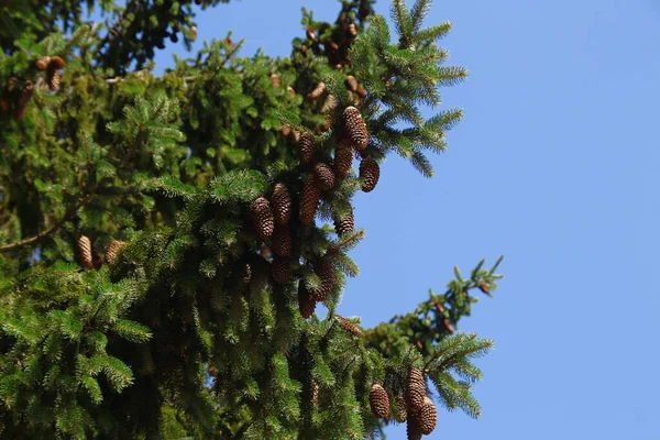 Gelbe Zapfen Weihnachtsbaum Neben Der Straße — Stockfoto