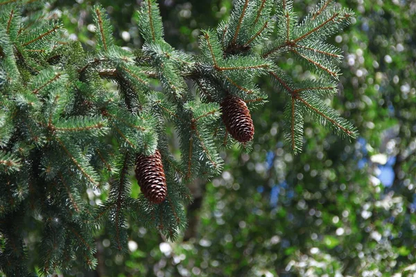 Cones Amarelos Uma Árvore Natal Perto Estrada — Fotografia de Stock