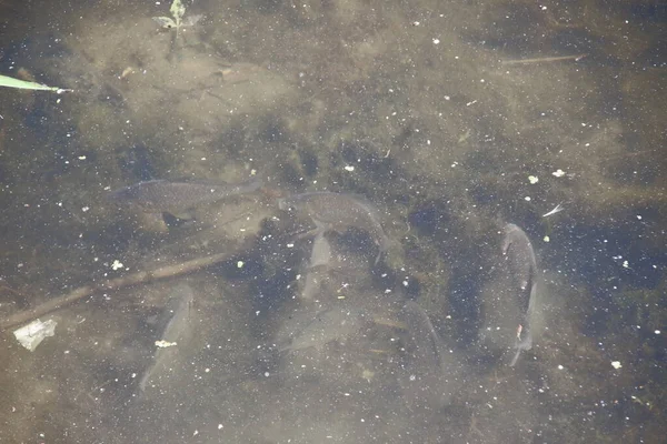 Una Bandada Peces Pequeños Calienta Agua Tibia — Foto de Stock