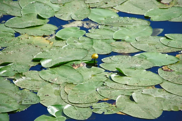 Green Water Lilies Pond August — Stock Photo, Image