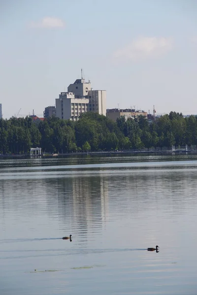 Canard Sauvage Sur Lac Ville Août — Photo