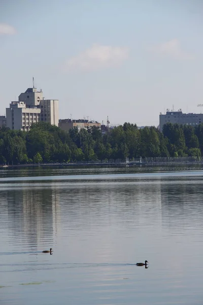 Vadkacsa Egy Városi Tavon Augusztusban — Stock Fotó