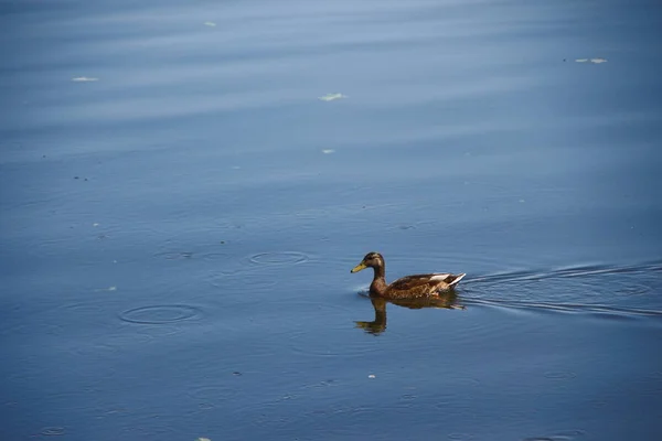 Wild Duck City Lake August — Stock Photo, Image