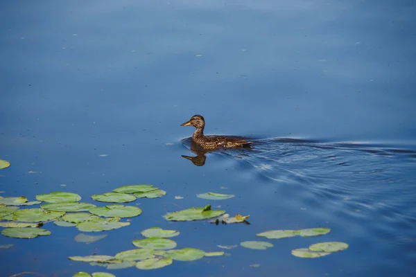 Canard Sauvage Sur Lac Ville Août — Photo